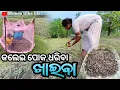 Download Lagu Kalei hervesting and eating || କଲେଇ ଧରିବା ଆଉ ଖାଇବା || Munda tribe life