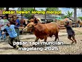 Download Lagu Pasar Sapi Muntilan Pasar Hewan terbesar sapi kambing jumbo dari lereng gunung merapi Magelang 2025