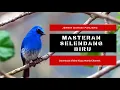 Lagu Terapi Suara Masteran Selendang Biru mp3 | Masteran Burung Selendang Biru mp3