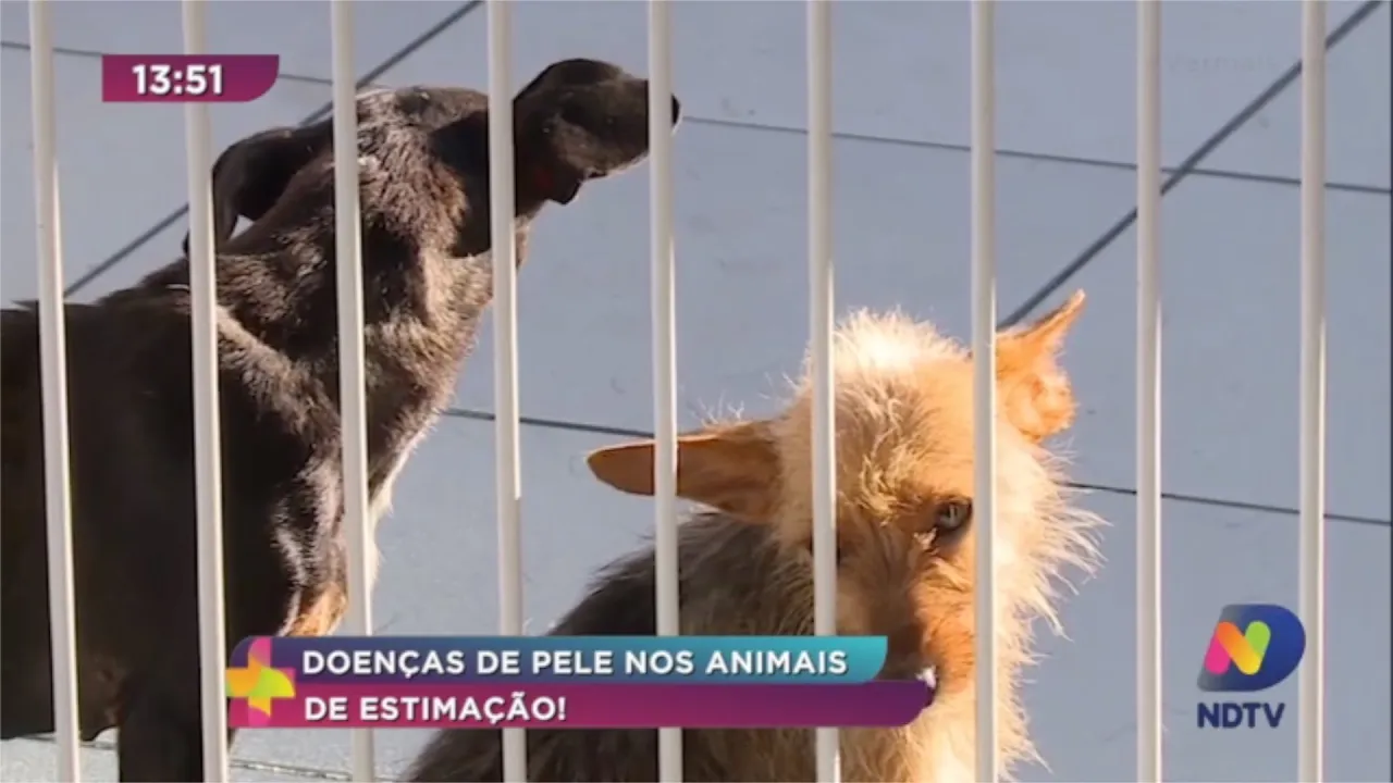 Doenças de pele nos animais de estimação