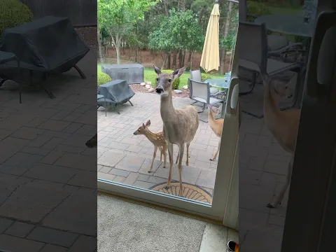 Mama Deer Introduces Her Adorable Baby