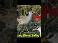 Download Lagu suara pikat burung tikusan.mantap