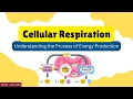 Cellular Respiration PowerPoint Presentation with Speech