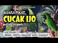 Lagu Suara Pikat Cucak Ijo Ampuh Jitu || Suara Asli Cucak Ijo || Anti Zonk