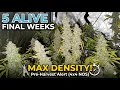 Max Density Test 5 Alive Final Weeks in 4x4 Tent NOS