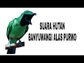 ASLI!!! Suara cucak ijo banyuwangi alas purwo