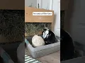 Download Lagu Signs your bunny was raised by a cat