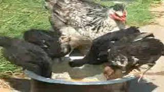 BEST MASIRA LUO COMEDY 