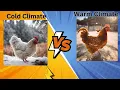 Cold Climate Vs Warm Climate-How Do Chickens Adapt