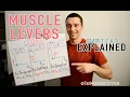 Muscle Levers 1st Class 2nd Class 3rd Class Explained