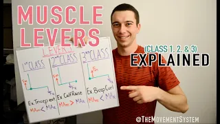 Muscle Levers 1st Class 2nd Class 3rd Class Explained