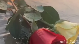 هيجت ذكرك حبي وستبد ابي الانين 