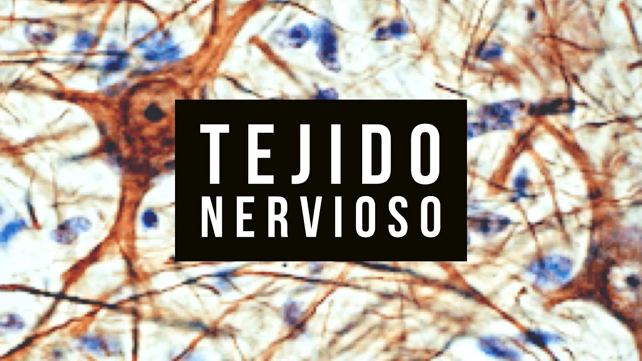 06 - đ§ż HistologĂa del TEJIDO NERVIOSO đ§
