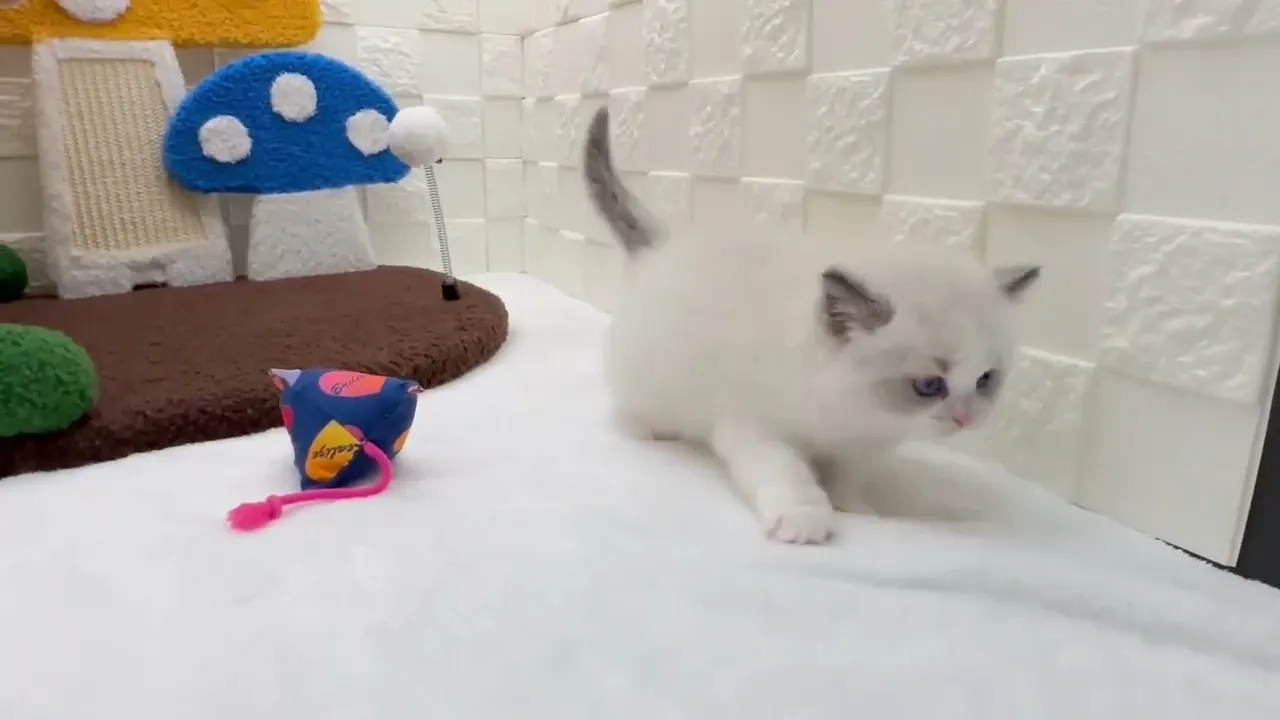 動画