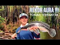 Lagu TOMAN BRUTAL !!! REKOR TERBANYAK MANCING TOMAN DI KALIMANTAN BARAT || CASTING TOMAN