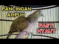 Download Lagu PANCINGAN PERKUTUT BANGKOK GACOR AGAR BUNYI PASTI NYAUT BOSKU!!