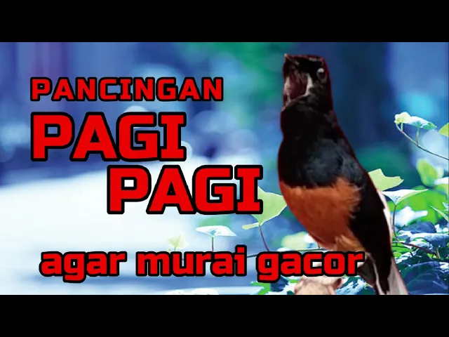 Download MP3 Pancingan PAGI-PAGI AGAR MURAI GACOR❗sekali coba murai DIAM langsung bunyi