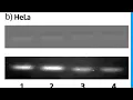 C3ECC7DD72E135E2AF2B20D4D683BC#2