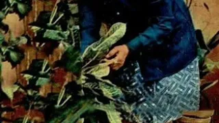 تغريدة روعه لام كلثوم في افتكرلي لحظة حلوة عشنها سوي دندنها