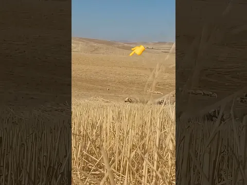 Ankara Bala’da Sürüye gelen 5 tane kurtu görüntüye alan üreticimizin belgesel tadında çekimi 🐺