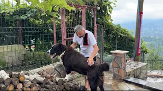 ALABAİ BOSS’A NE OLDU 3 GÜNDÜR YEMEDEN İÇMEDEN KESİLDİ