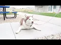 Idaho Humane Society s Idaho Prison Initiative IDAPI at the South Idaho Correctional Institution