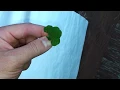 5 LEAF CLOVER!