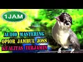 Download Lagu MASTERAN SUARA BURUNG OPIOR JAMBUL GACOR FULL ISIAN