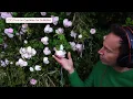Listening to Wild Roses | Living Plant Sound for the Nervous System 🌹