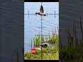 Lagu Amazing shot 50 | Epic Teal Duck Hunting Shot 🎯 | Cinematic Slow Motion #DuckHunting #airgunhunting