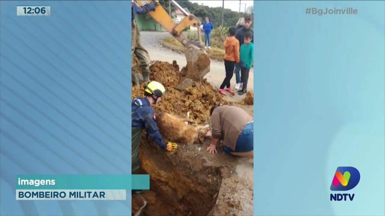 Operação de resgate: cão desaparecido é retirado do bueiro pelos bombeiros
