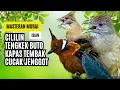 Download Lagu Masteran Murai Isian Kapas Tembak, Cililin, Cucak Jenggot, Tengkek Buto