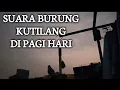 Download Lagu Suara Burung Kutilang Di Pagi Hari, Mantap Suara Tembakanya, #barethitam #KTmania