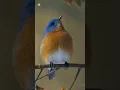 Download Lagu Eastern Bluebird sounds 🧡