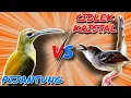 Download Lagu 🔴Masteran Pijantung Vs Ciblek Kristal Gacor Ngebren AK-47 |Jernih! Jeda 5Detik Mp3#pijantungvsciblek