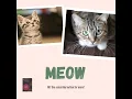 Download Lagu Learn to Meow - Xiao Panpan / Xiao Fengfeng Music Audio Compilation