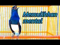 Download Lagu Terapi memulihkan mental kacer sudah lama down dan kenak mental