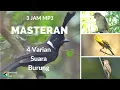 Download Lagu MP3 KOMBINASI Suara Masteran Burung SIKATAN LONDO, CILILIN, KENARI \u0026 KERAKBASI