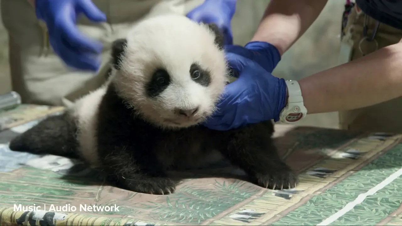 Giant Panda Cub Third Vet Exam: Nov. 18, 2020