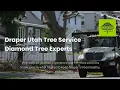 Draper Utah Tree Service - Diamond Tree Experts