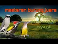 Lagu Masteran burung juara platuk bawang jingjing petulak dan pijantung 🔥
