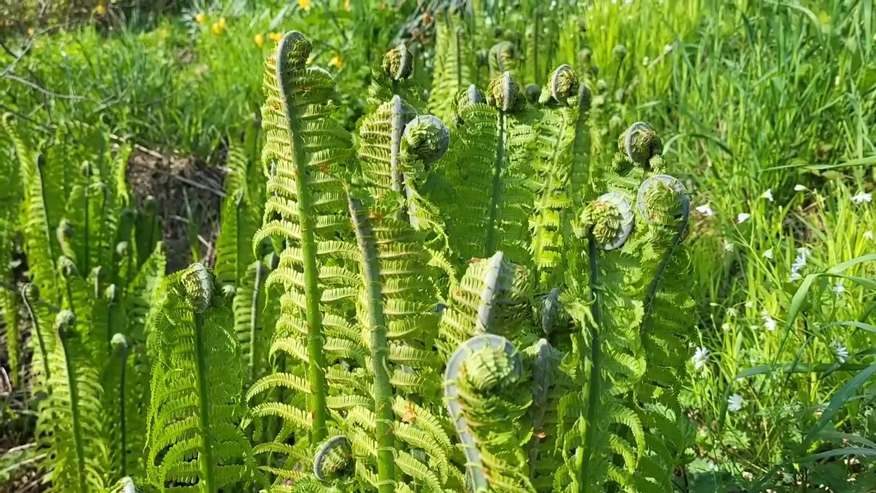 Ostrich ferns fiddleheads, the tastiest edible fern. Matteucia struthiopteris, now called Onoclea