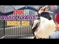 Download Lagu AUTO NYAUT !! Pancingan Jalak Suren Gacor Ampuh Bikin Bongkar Isian