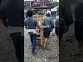 Download Lagu menyimpan barang pusaka suku toraja