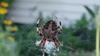                 دندنها
