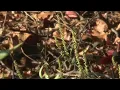 Why ragweed has beaten the drought making life miserable for allergy sufferers