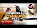 Lagu #1 🔴Kompilasi 3 Masteran Untuk Murai Batu Juara Cucak Cungkok Cucak Jenggot Kolibri Manggar❗️