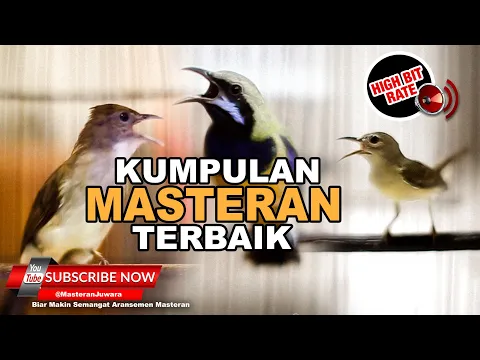Download MP3 #1 🔴Kompilasi 3 Masteran Untuk Murai Batu Juara Cucak Cungkok Cucak Jenggot Kolibri Manggar❗️