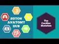 Download Lagu The Cardiac Skeleton