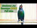 Download Lagu Masteran cucak keling gacor teler full isian